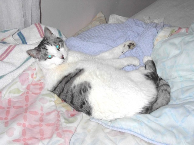 Image 4 of 106  -  63 kB