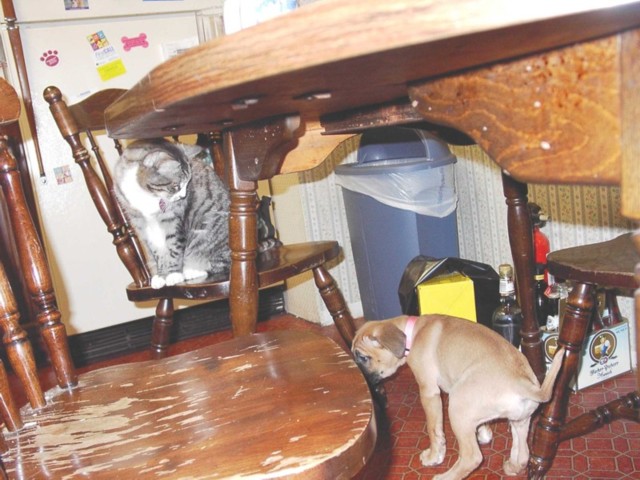 Image 84 of 106  -  88 kB