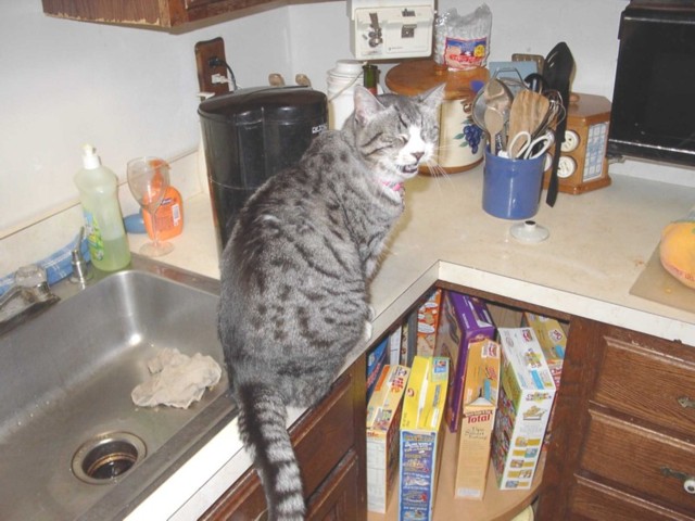 Image 87 of 106  -  78 kB