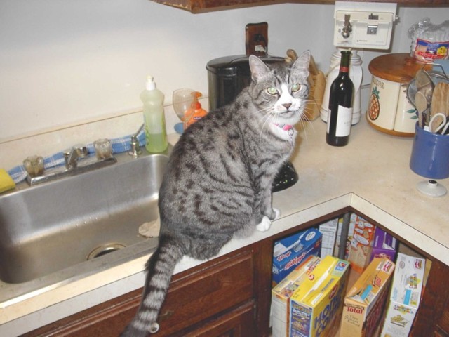 Image 88 of 106  -  75 kB