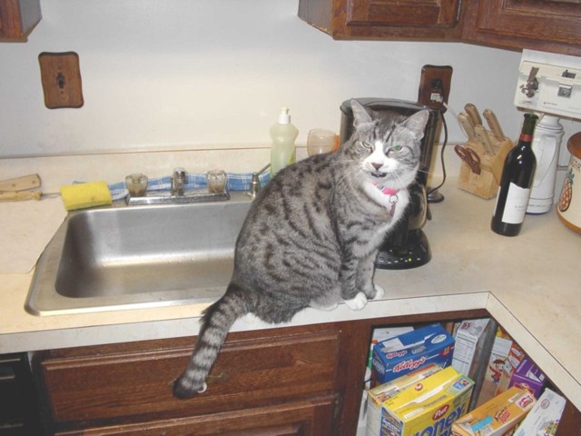 Image 90 of 106  -  70 kB