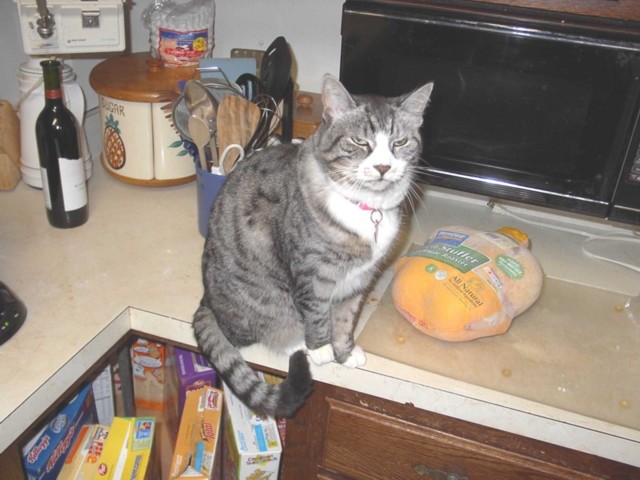 Image 95 of 106  -  75 kB