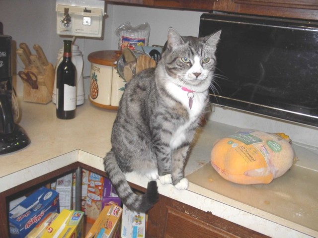 Image 97 of 106  -  73 kB