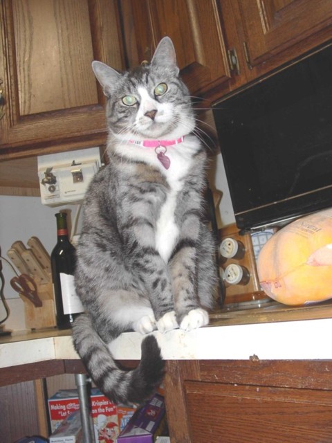 Image 100 of 106  -  73 kB