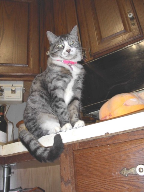 Image 101 of 106  -  67 kB